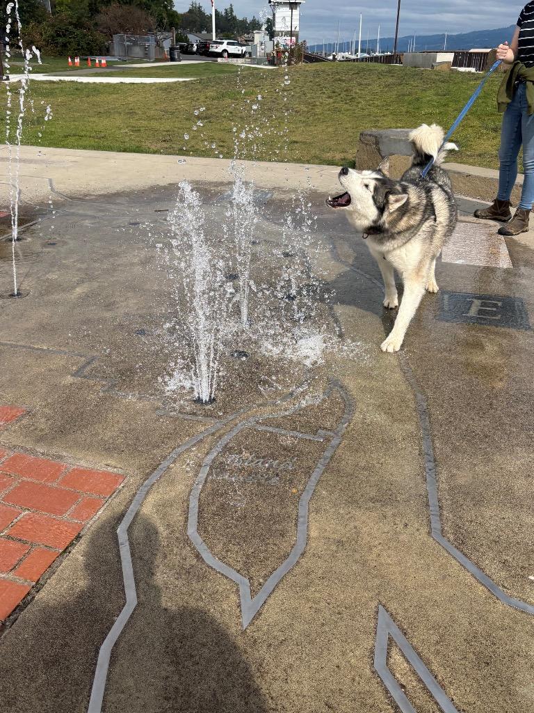 Enlarge Joe, a Adoptable Husky in St. Helens, OR image 1/6