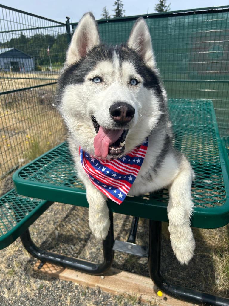 Enlarge Joe, a Adoptable Husky in St. Helens, OR image 3/6