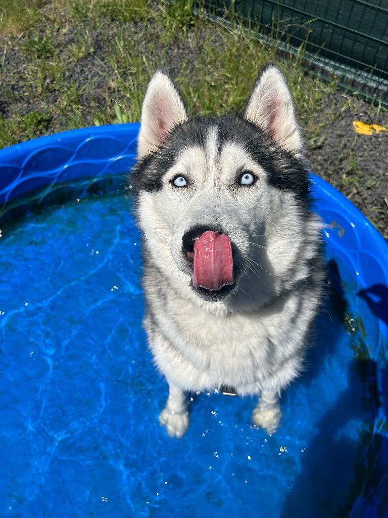Joe, Adoptable, Adult Male Husky.