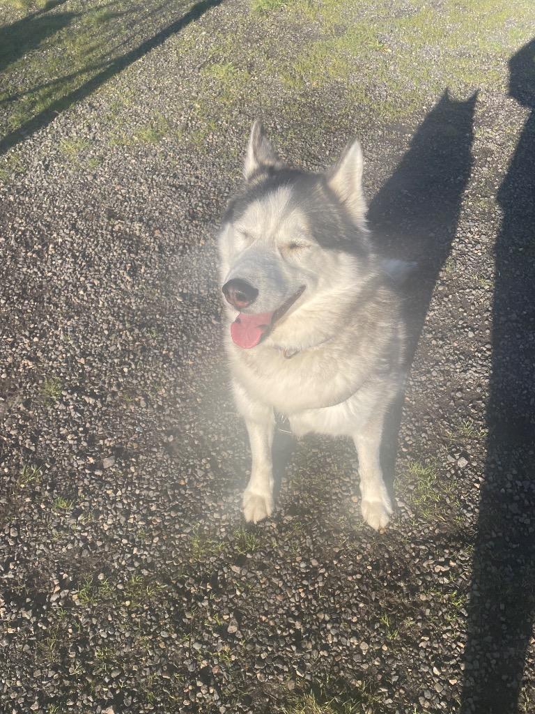 Enlarge Joe, a Adoptable Husky in St. Helens, OR image 5/6