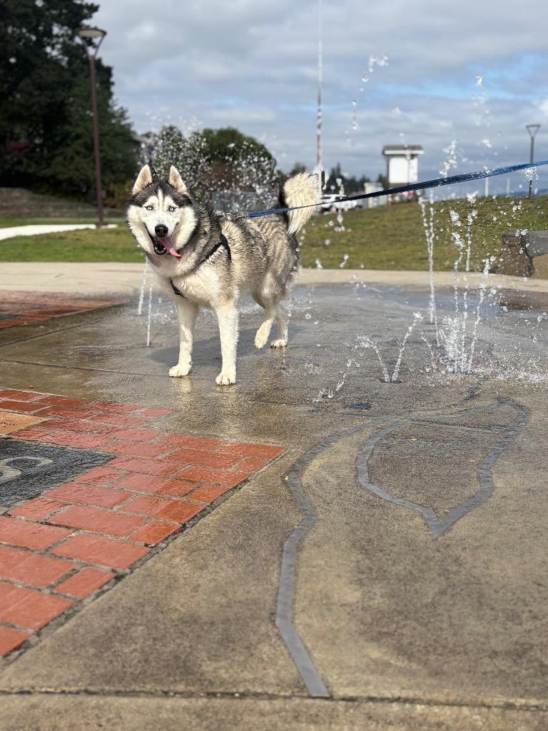 Enlarge Joe, a Adoptable Husky in St. Helens, OR image 4/6