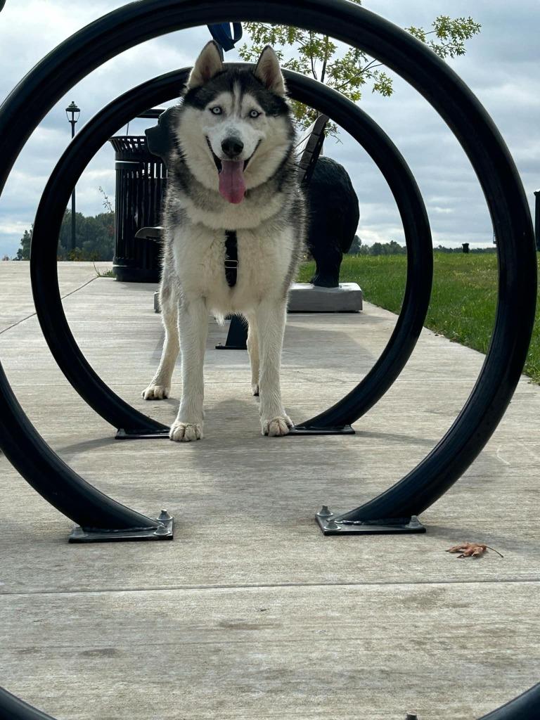Enlarge Joe, a Adoptable Husky in St. Helens, OR image 5/6