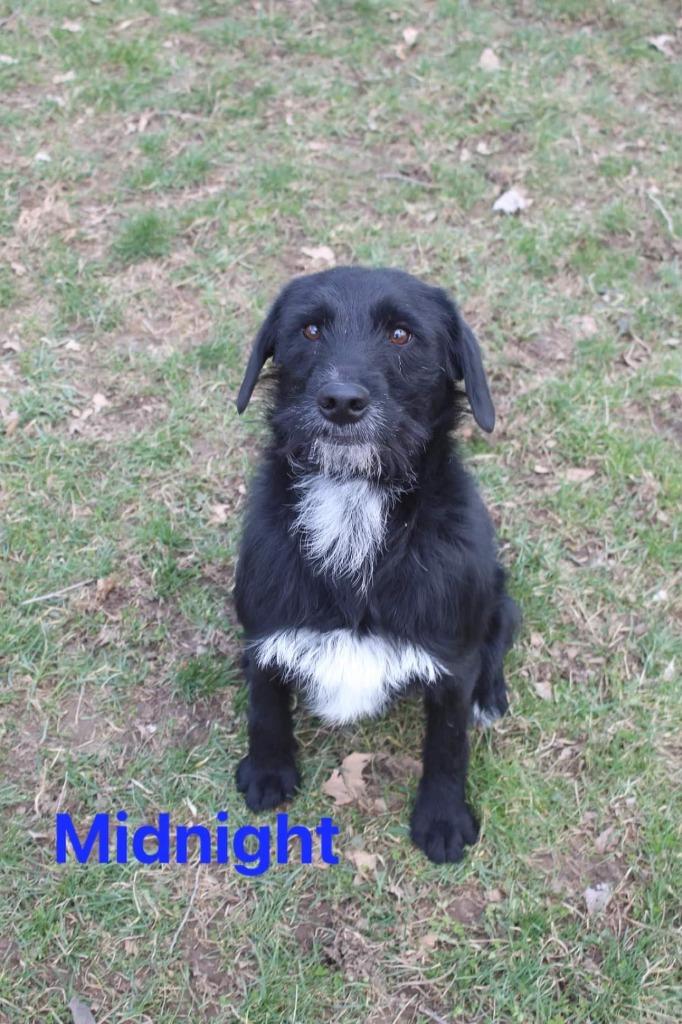 Midnight, Adopted, Adult Male Wirehaired Terrier.