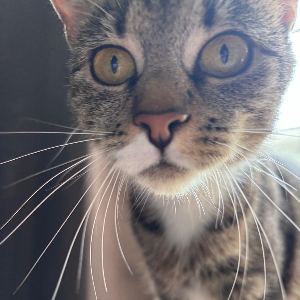 Morel, Adoptable, Adult Female Domestic Short Hair.