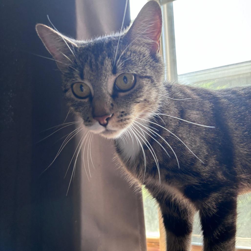 Morel, a Adoptable Domestic Short Hair in Spokane, WA image 2/5
