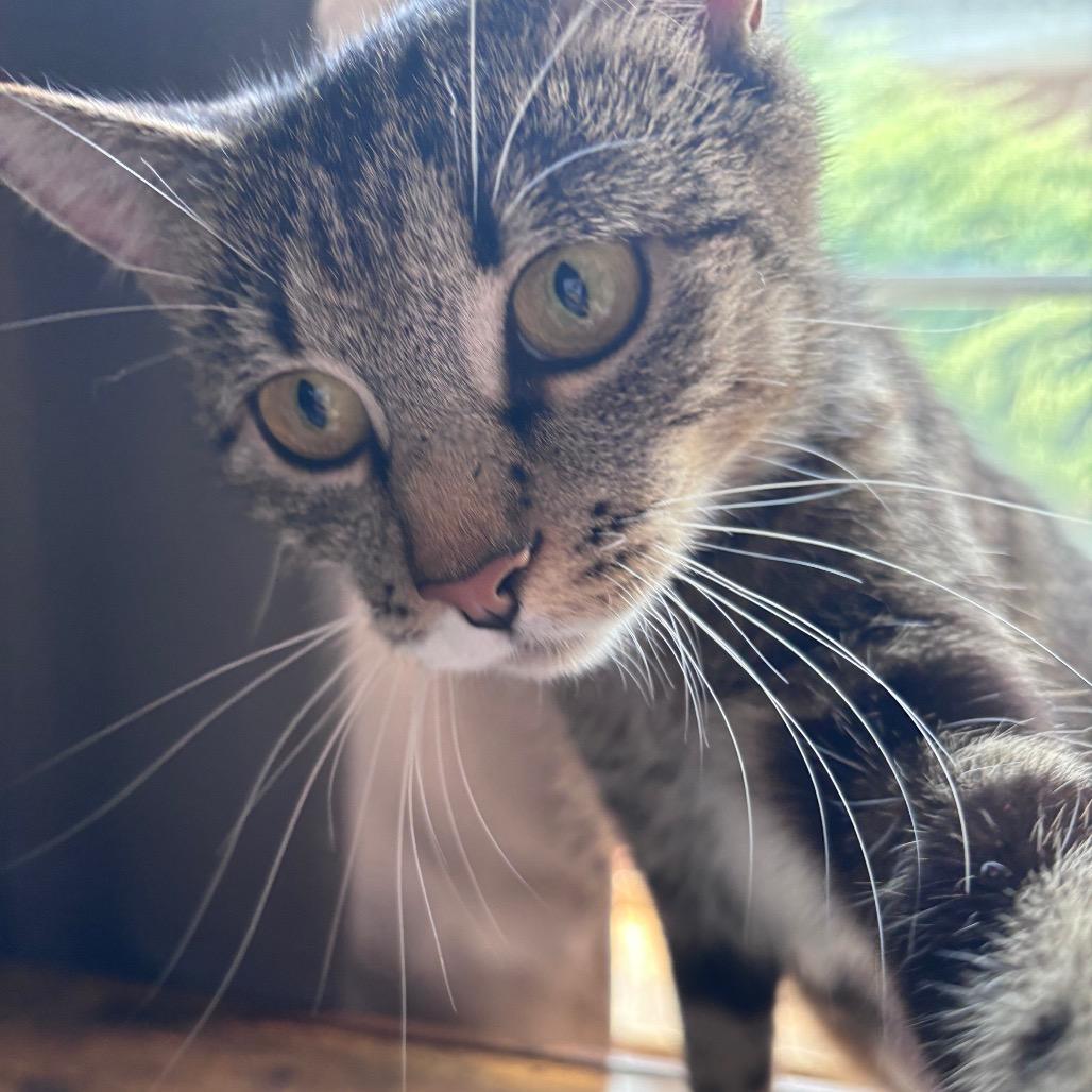 Morel, a Adoptable Domestic Short Hair in Spokane, WA image 3/5