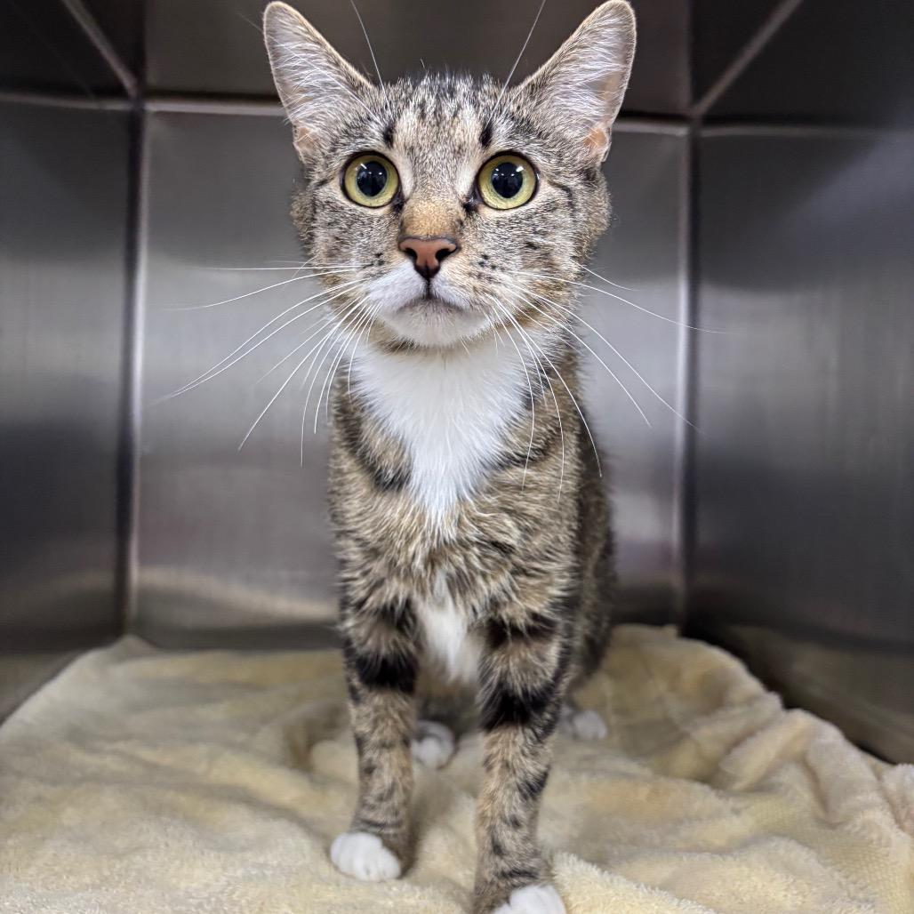 Morel, a Adoptable Domestic Short Hair in Spokane, WA image 4/5