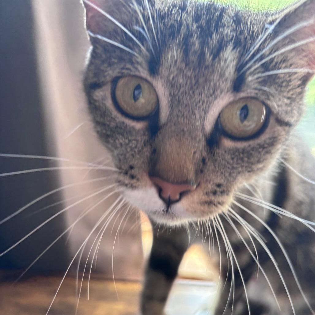 Morel, a Adoptable Domestic Short Hair in Spokane, WA image 5/5