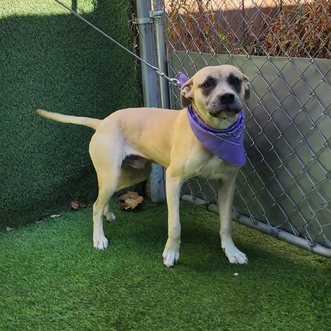 Winston — thumbnail 5