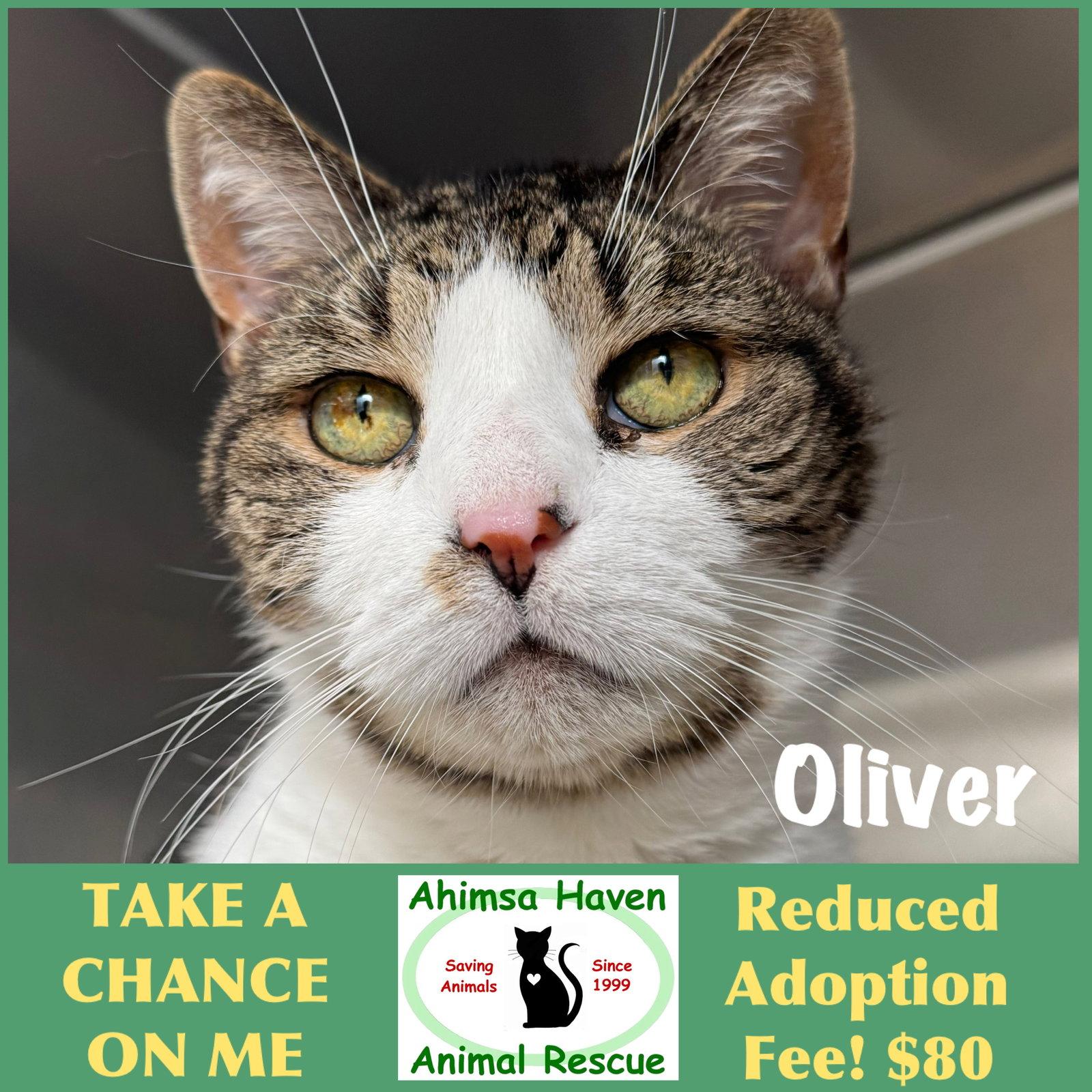 Enlarge Oliver, a Adopted mixed breed in Winchendon, MA image 1/1