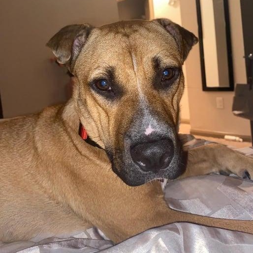 Enlarge Bentley, a Adoptable mixed breed in Fort Lupton, CO image 5/6