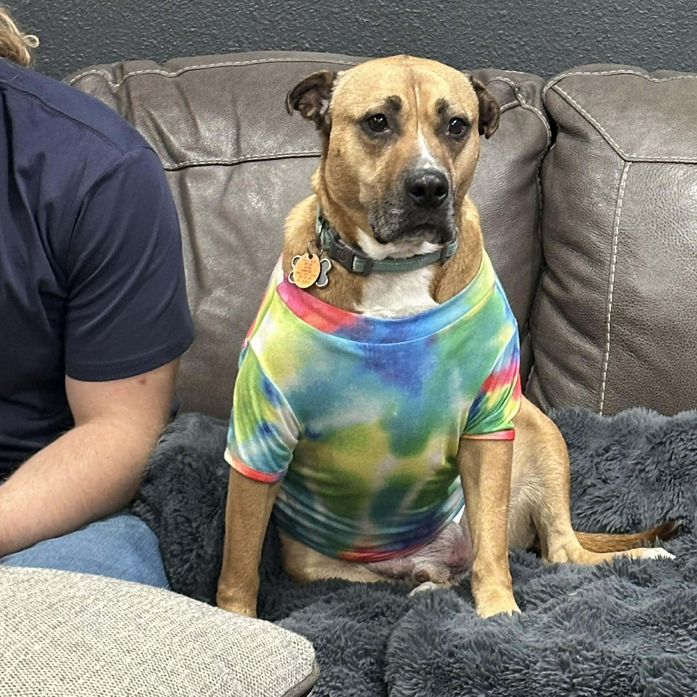 Enlarge Bentley, a Adoptable mixed breed in Fort Lupton, CO image 2/6