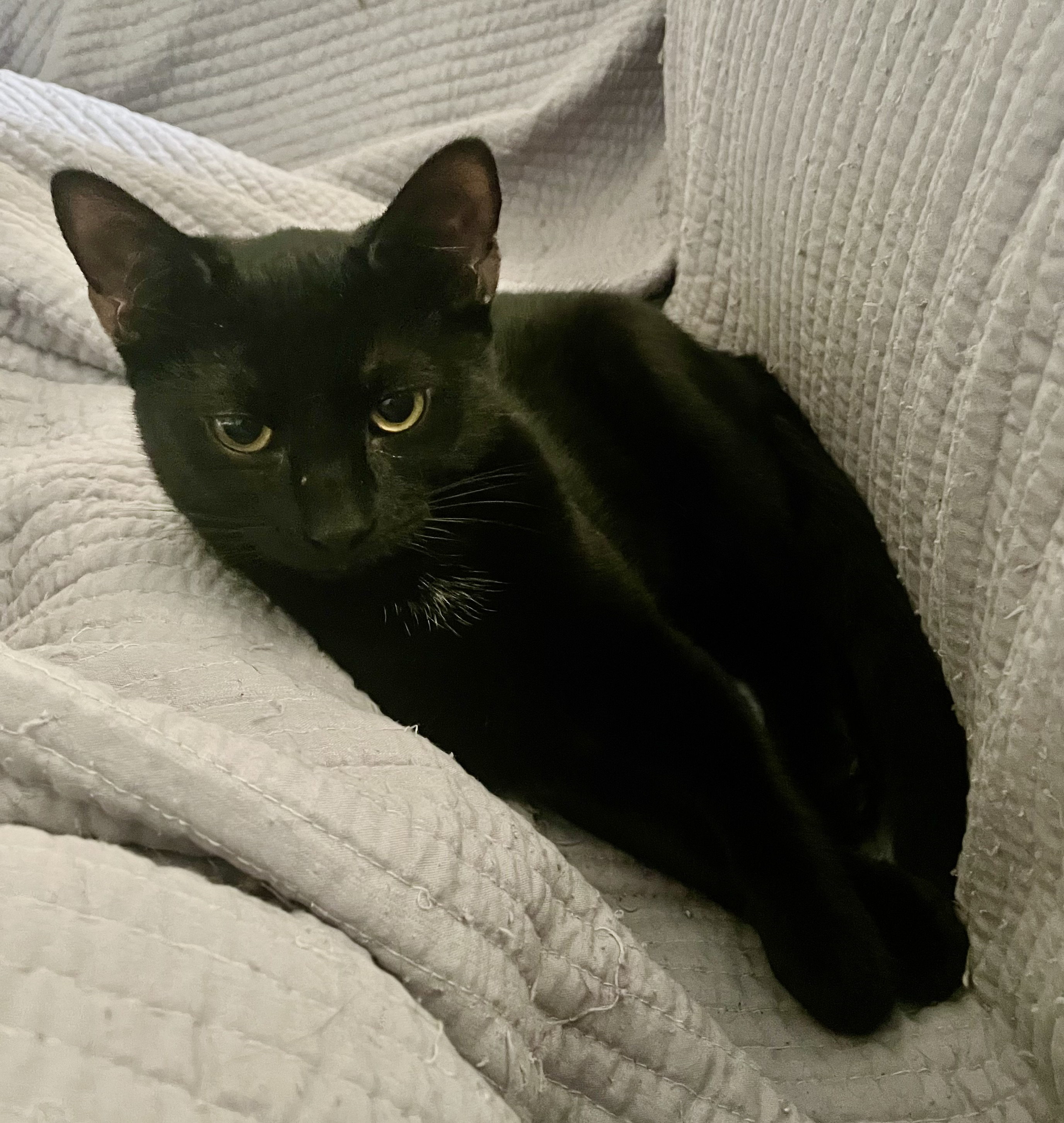 Enlarge Gator, a Adopted mixed breed in Tifton, GA image 1/3