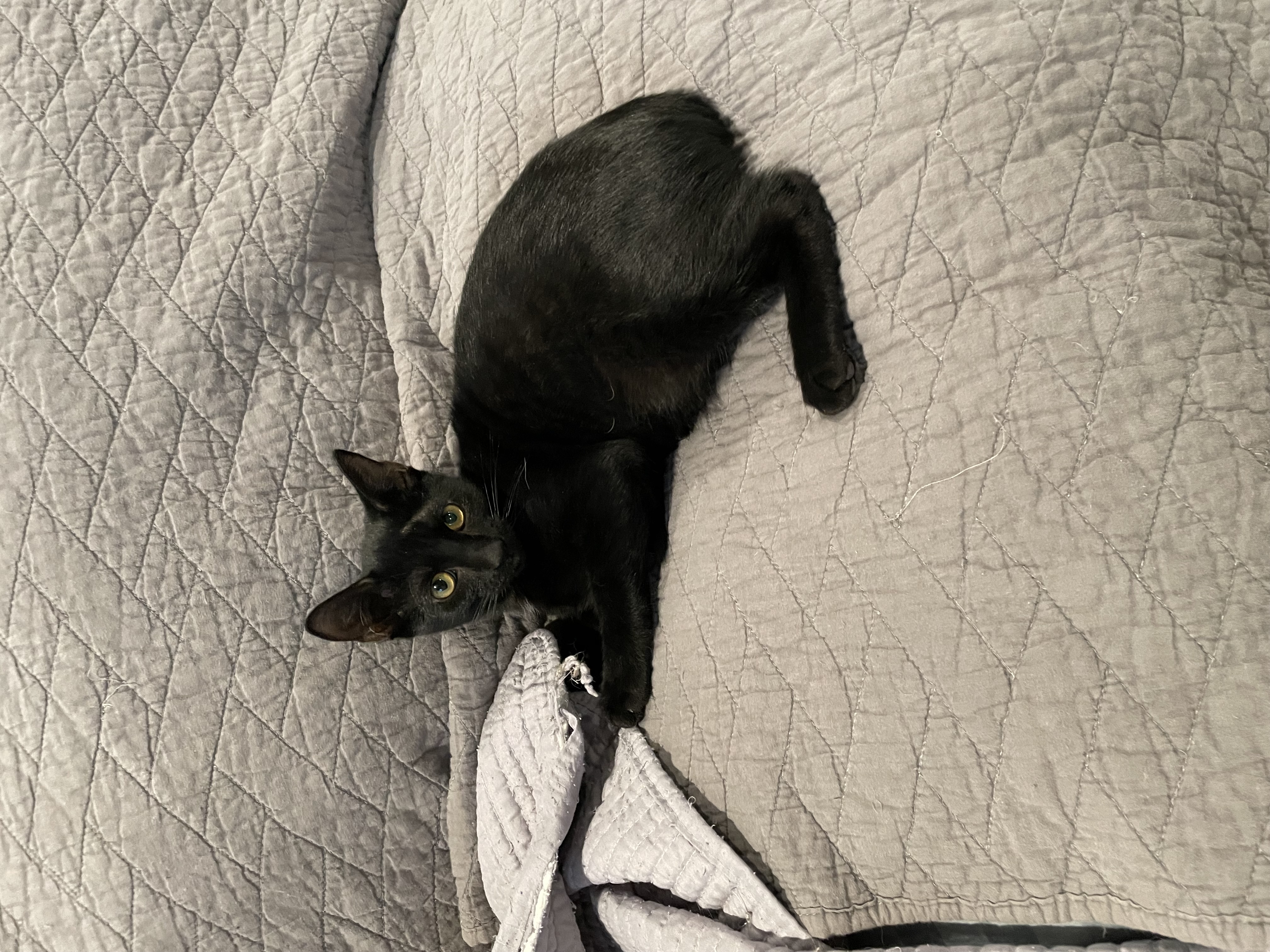 Enlarge Gator, a Adopted mixed breed in Tifton, GA image 2/3