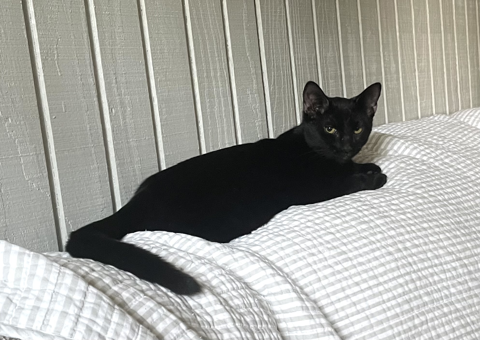 Enlarge Gator, a Adopted mixed breed in Tifton, GA image 3/3