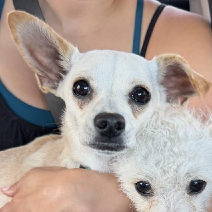 Enlarge Carmela, a Adoptable mixed breed in Emeryville, CA image 1/4