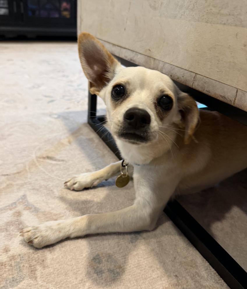 Enlarge Carmela, a Adoptable mixed breed in Emeryville, CA image 2/4