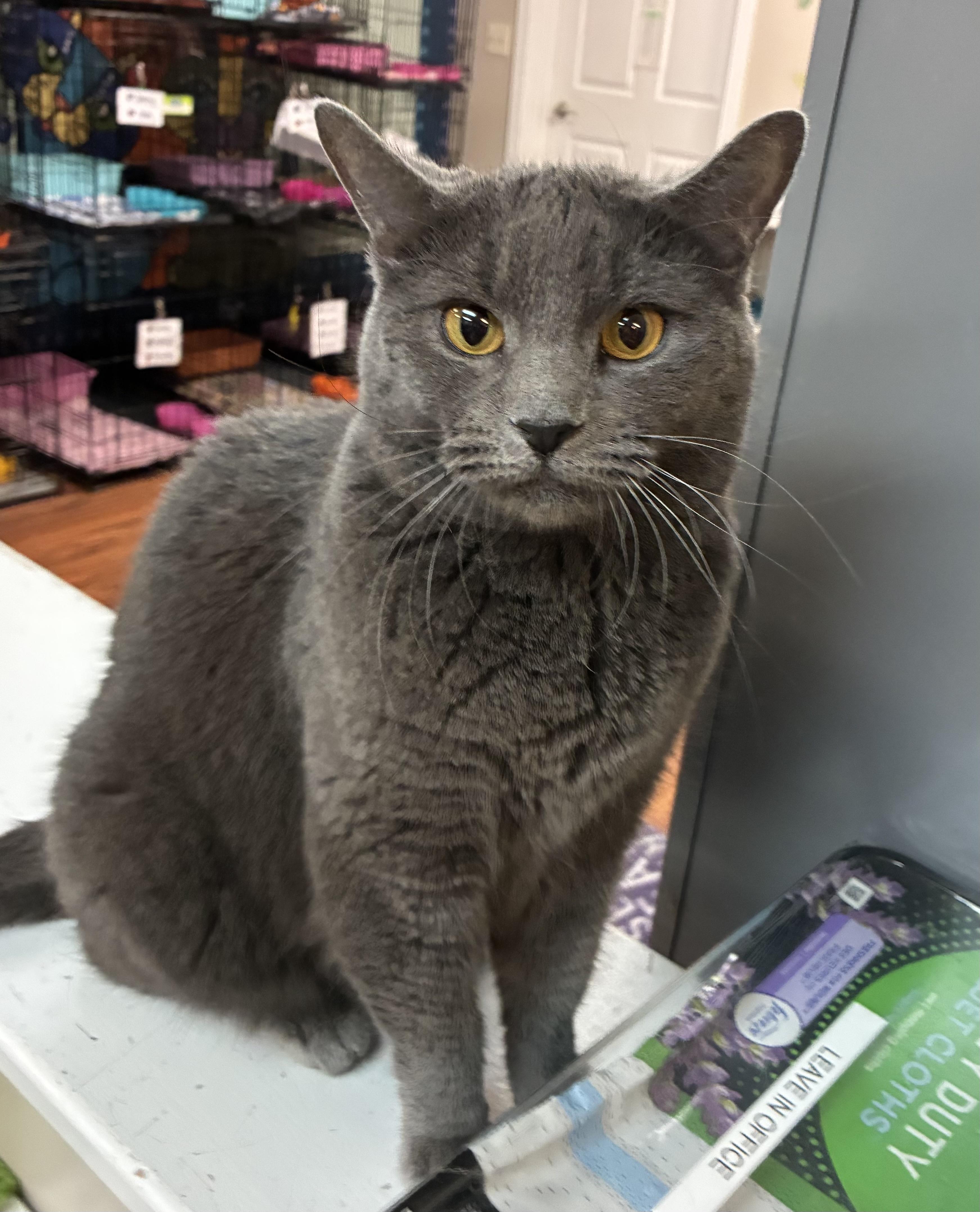 Enlarge Grenadine, a ADOPTABLE Domestic Short Hair in Breinigsville, PA image 1/1