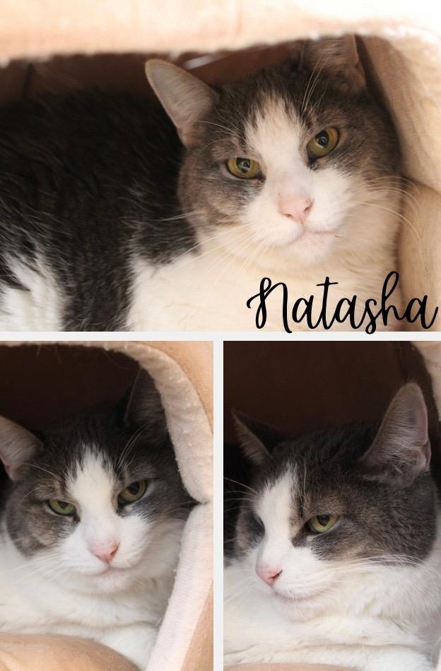 Natasha, Adoptable, Senior Female Domestic Short Hair.