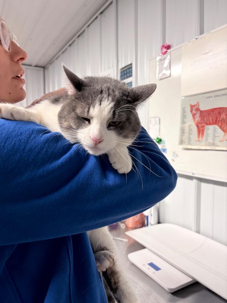 Enlarge Natasha, a Adoptable mixed breed in Pierceton, IN image 2/2