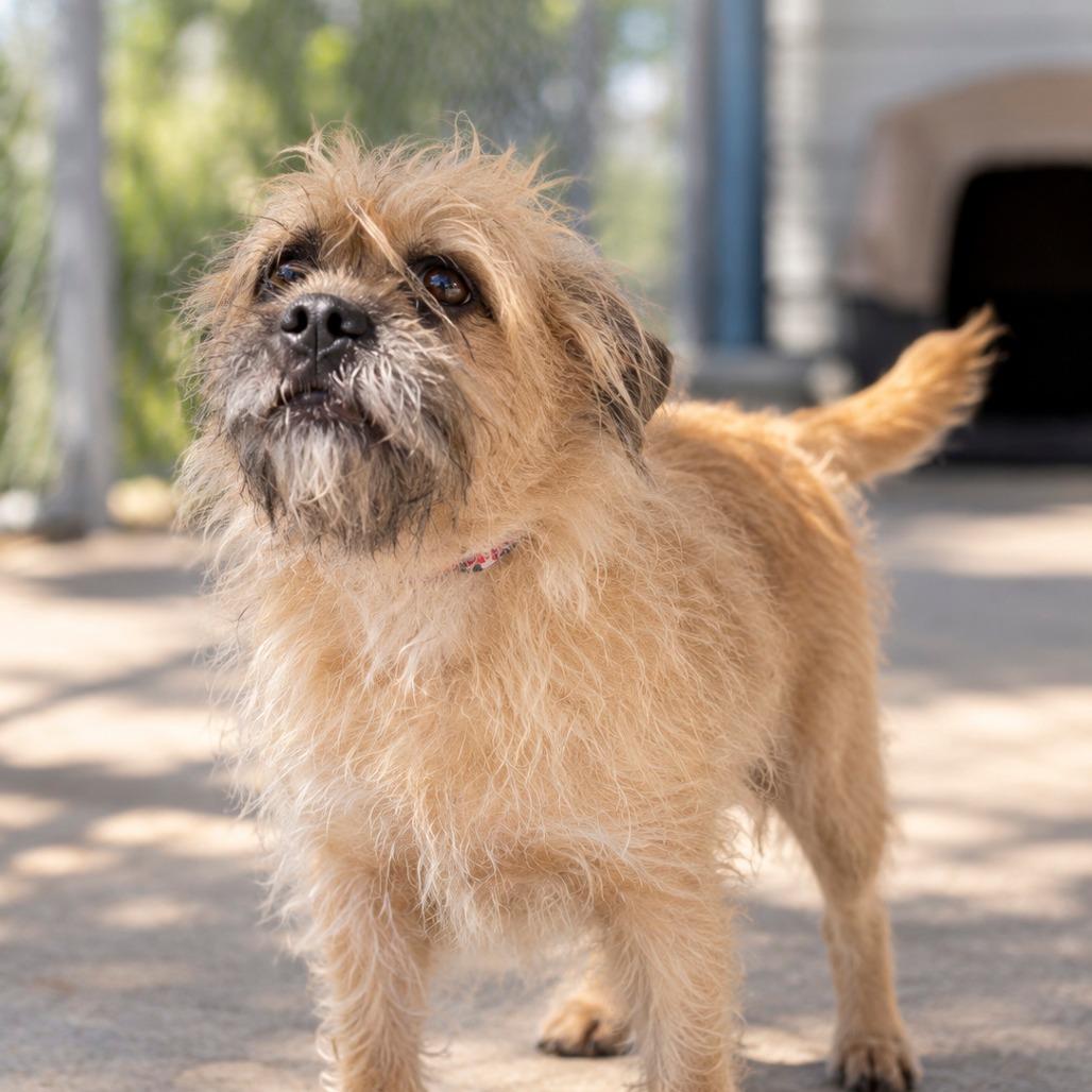 Chappie, Adoptable, Senior Female Terrier.
