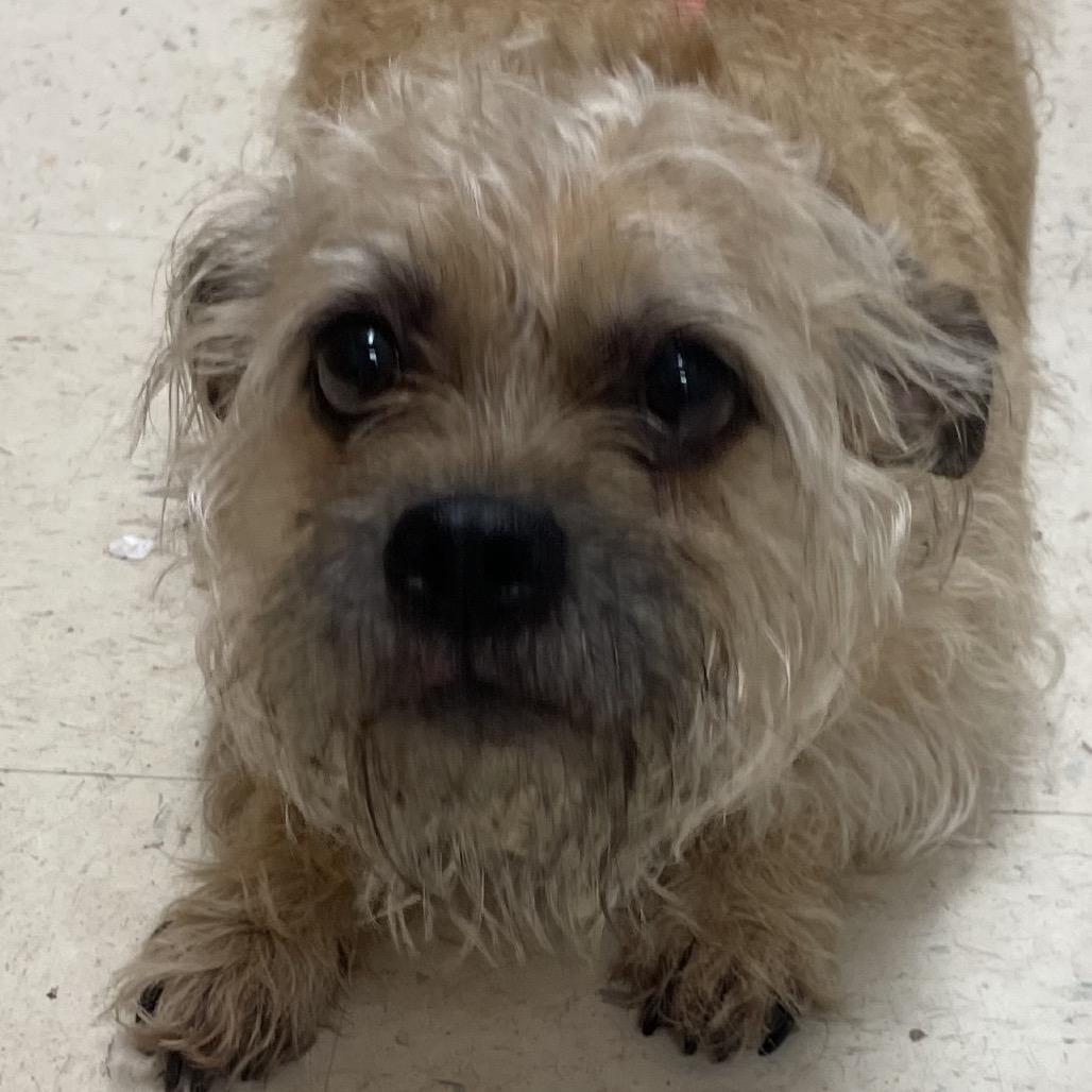 Enlarge Chappie, a Adoptable Terrier in Green Forest, AR image 2/2