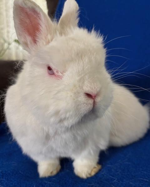 Kai Ryssdal, Adoptable, Senior Male Dwarf.