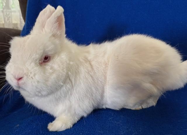 Enlarge Kai Ryssdal, a Adoptable Dwarf in Pittsburgh, PA image 2/6