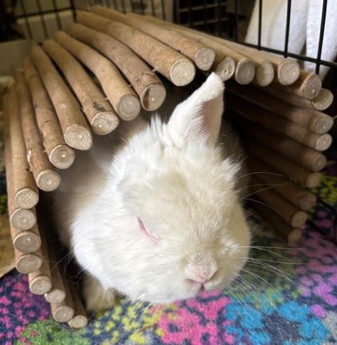 Enlarge Kai Ryssdal, a Adoptable Dwarf in Pittsburgh, PA image 3/6