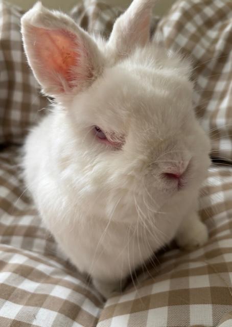 Enlarge Kai Ryssdal, a Adoptable Dwarf in Pittsburgh, PA image 5/6