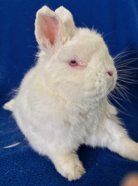 Enlarge Kai Ryssdal, a Adoptable Dwarf in Pittsburgh, PA image 4/6