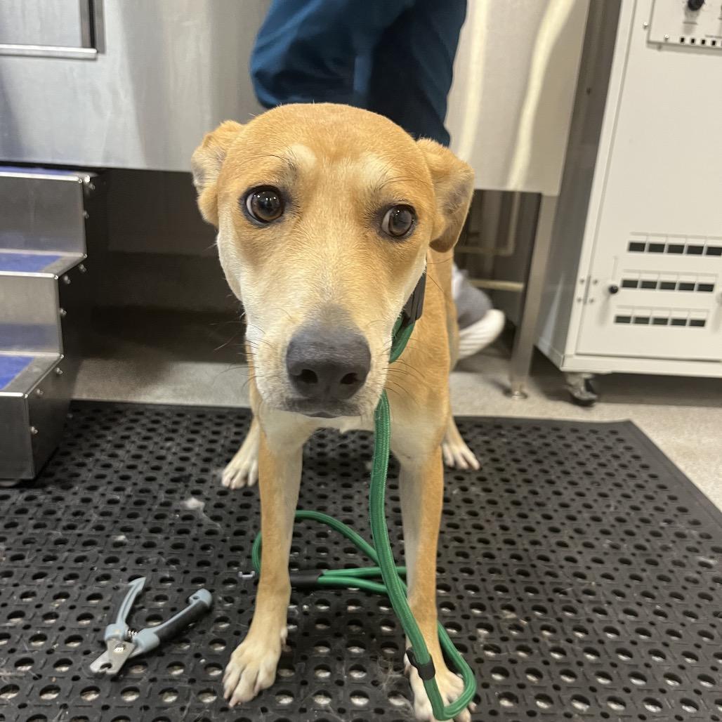 Hope, Adoptable, Adult Female Mixed Breed & Mixed Breed.