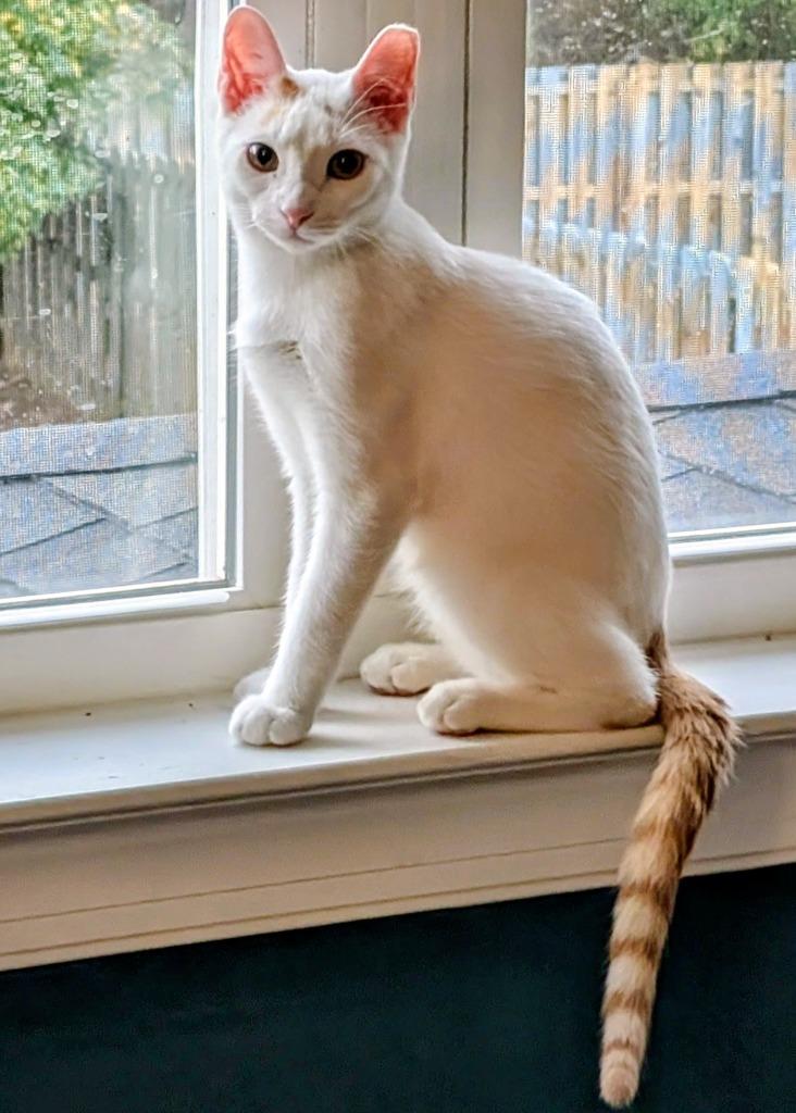 Grits, Adoptable, Young Male Domestic Short Hair.