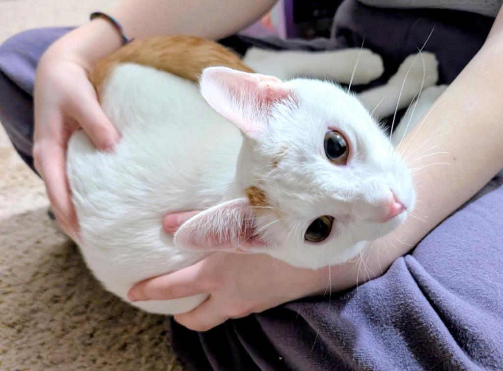 Enlarge Grits, a Adoptable mixed breed in Evans, GA image 2/5