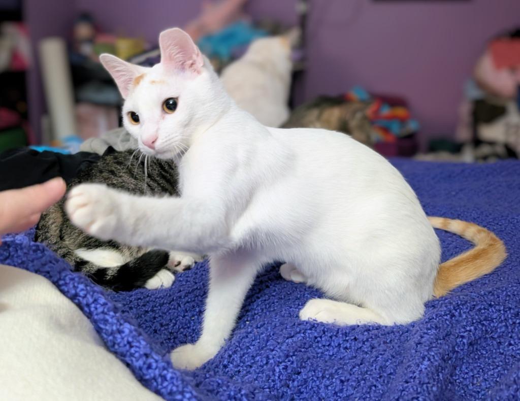 Enlarge Grits, a Adoptable mixed breed in Evans, GA image 3/5
