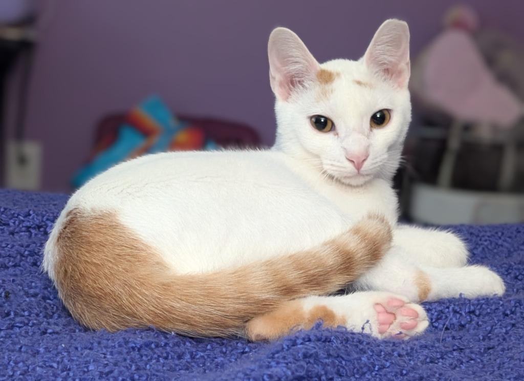 Enlarge Grits, a Adoptable mixed breed in Evans, GA image 4/5