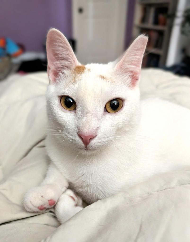 Enlarge Grits, a Adoptable mixed breed in Evans, GA image 5/5