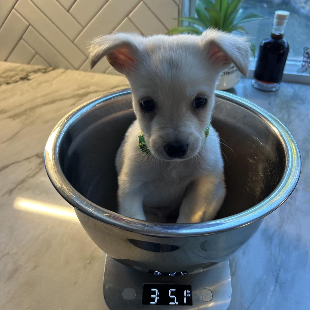 Saint Nick, Adoptable, Puppy Male Mixed Breed & Terrier.