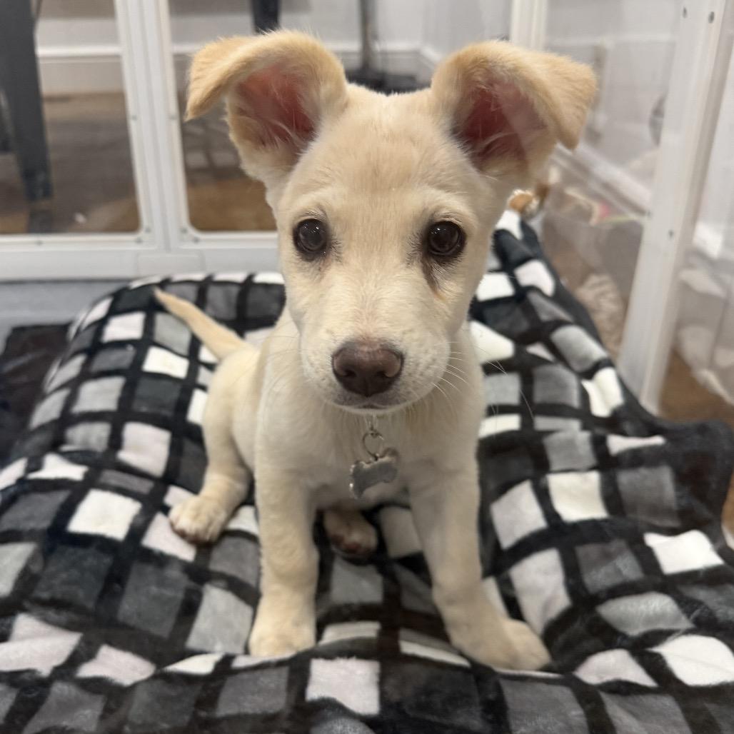 Nick, Adoptable, Puppy Male Mixed Breed & Terrier.