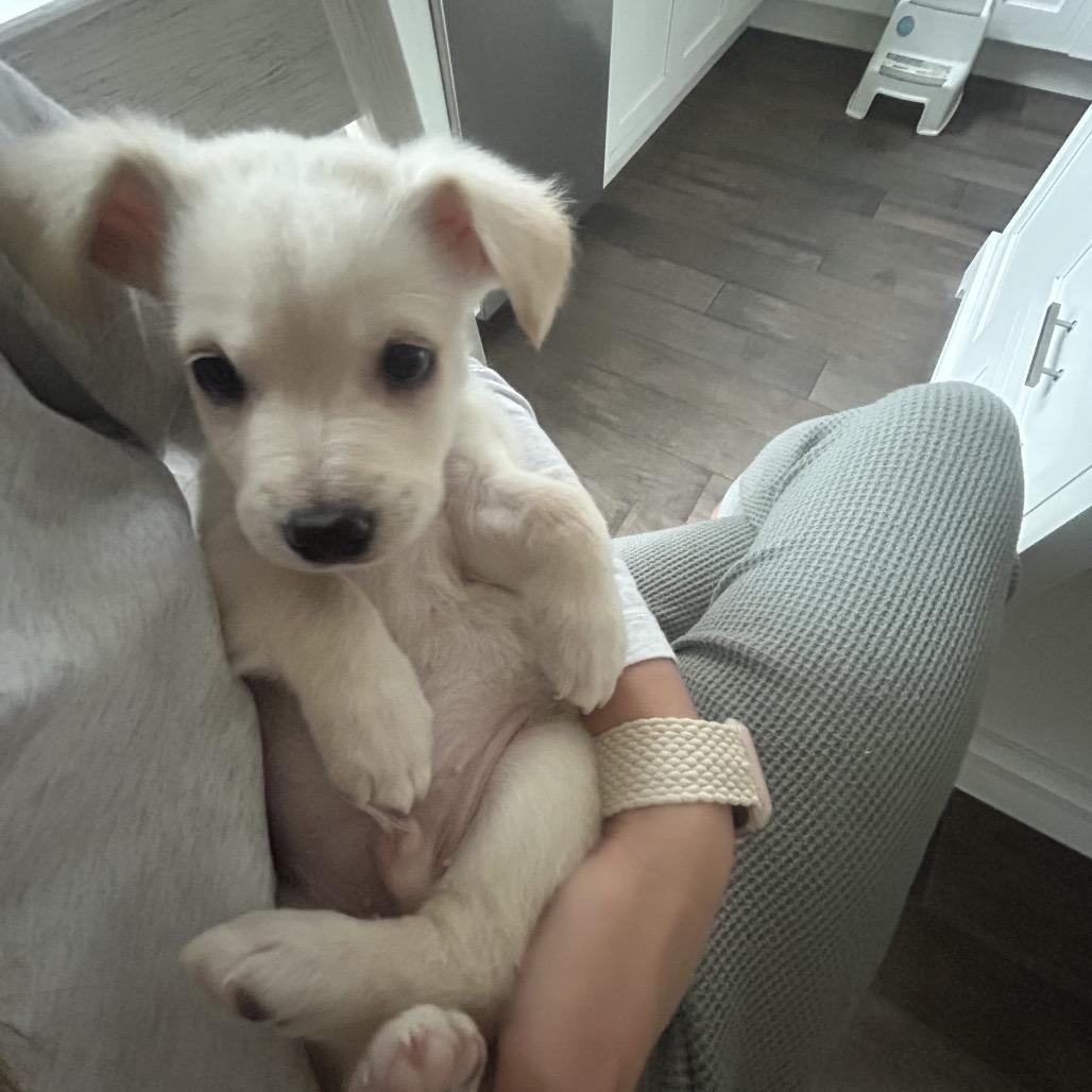 Saint Nick, a Adoptable mixed breed in Escondido, CA image 2/6