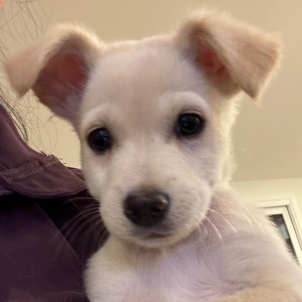 Saint Nick, a Adoptable mixed breed in Escondido, CA image 3/6