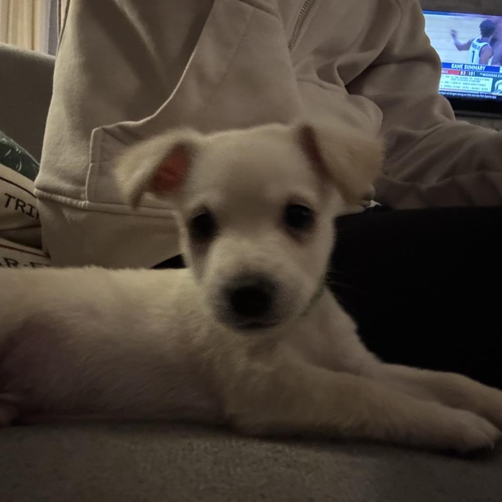 Saint Nick, a Adoptable mixed breed in Escondido, CA image 4/6