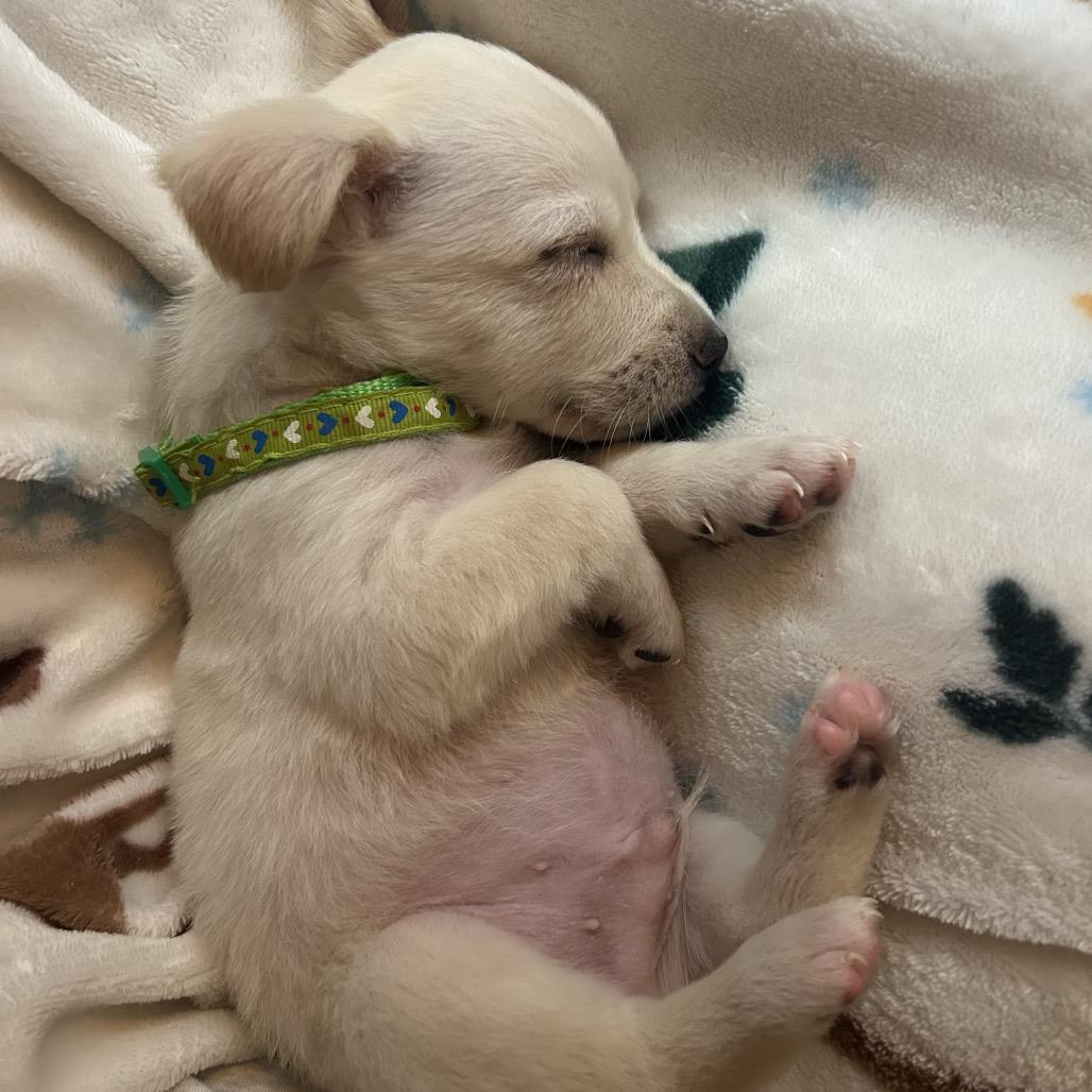 Saint Nick, a Adoptable mixed breed in Escondido, CA image 6/6