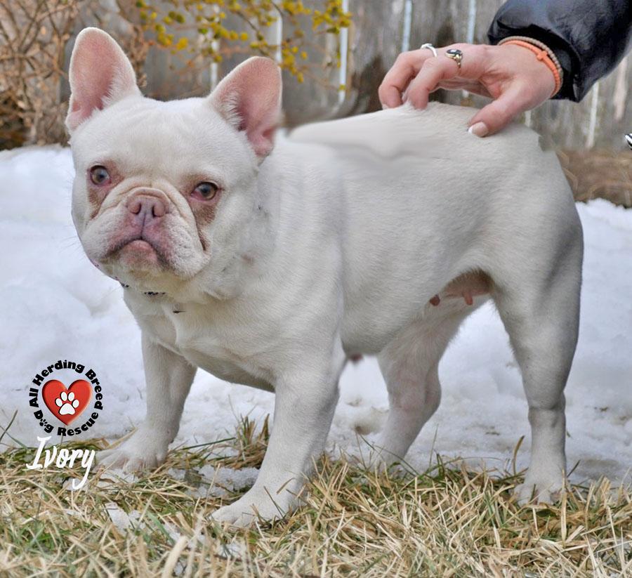 Ivory, adopted, Young Female French Bulldog.