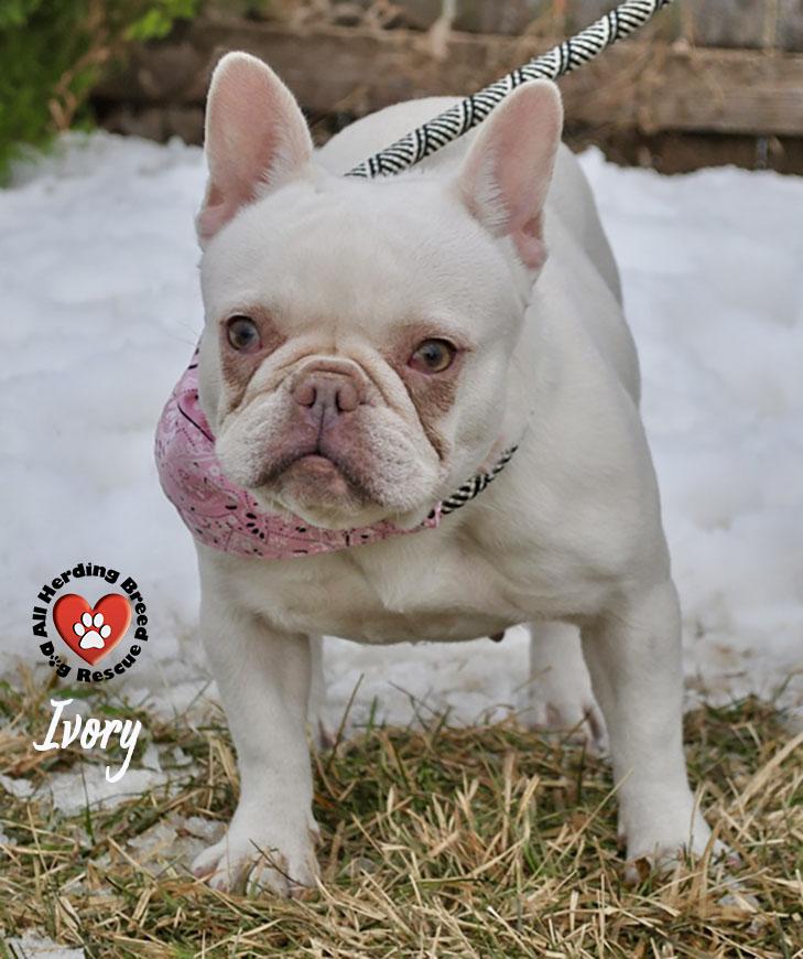 Enlarge Ivory, an adopted French Bulldog in Joliet, IL image 2/4