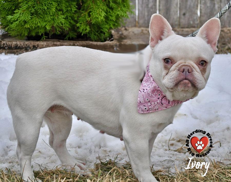 Enlarge Ivory, an adopted French Bulldog in Joliet, IL image 4/4