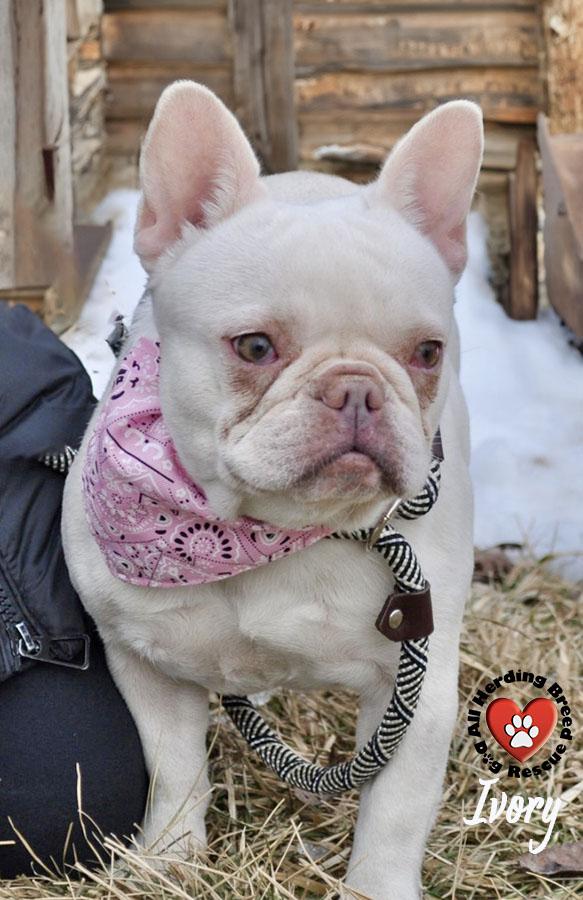 Enlarge Ivory, an adopted French Bulldog in Joliet, IL image 3/4