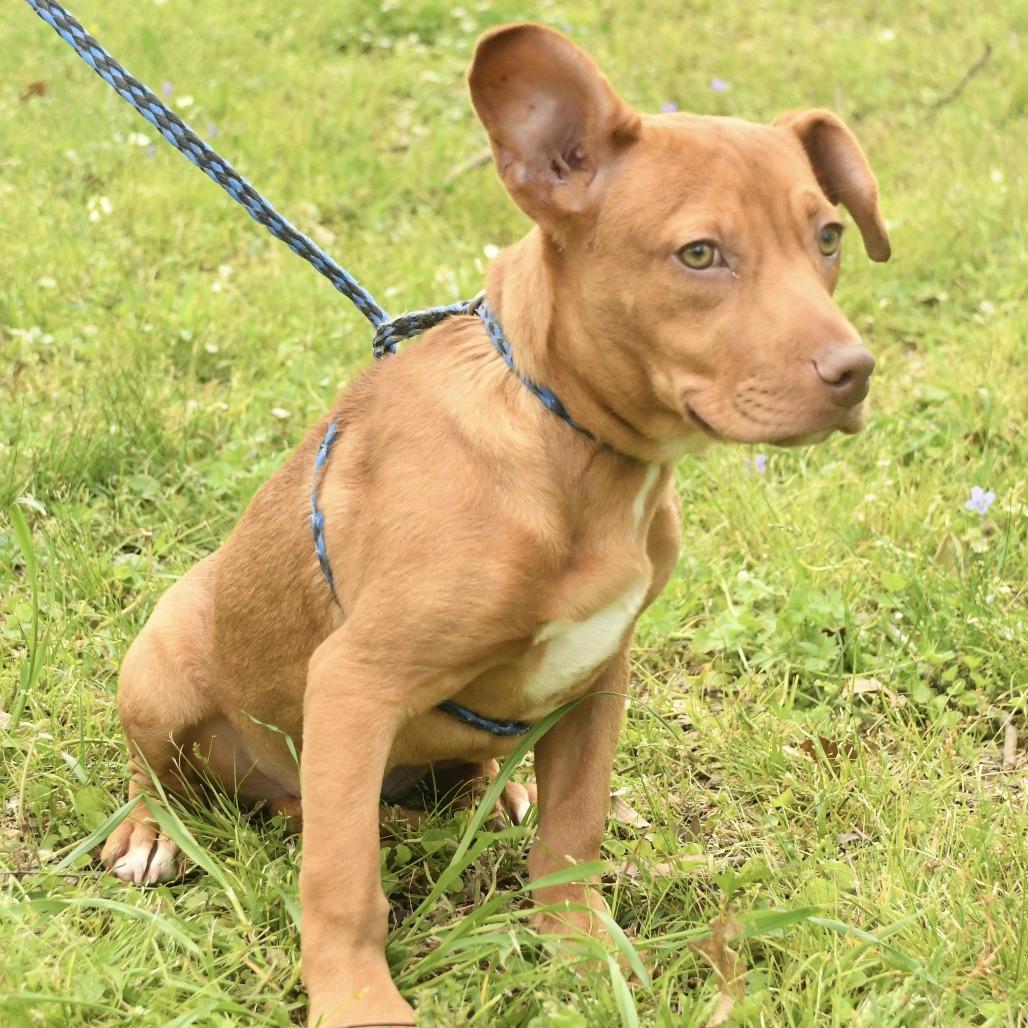 Ava, Adoptable, Young Female Terrier.