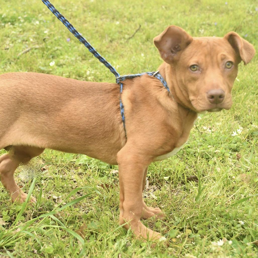 Enlarge Ava, a Adoptable mixed breed in Natchez, MS image 2/4