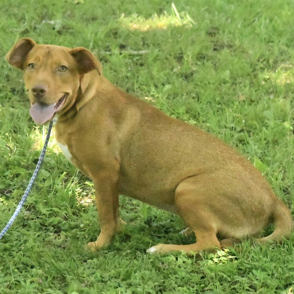 Enlarge Ava, a Adoptable mixed breed in Natchez, MS image 3/4